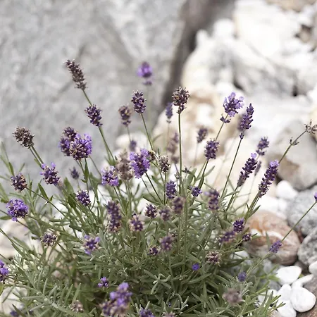 Rust Apartment Fendels