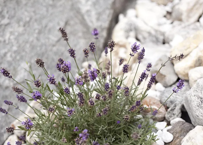 Rust Apartmán Fendels